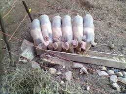 Leitões vivos Bísara