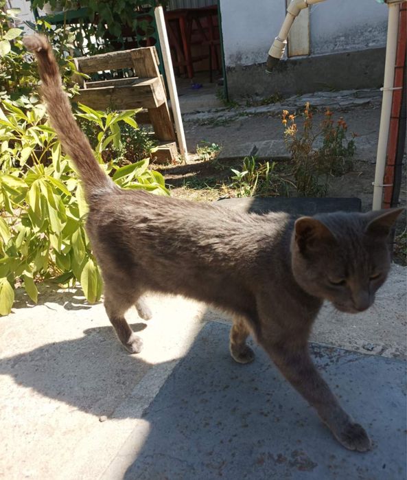 Отдам сестричек-кошечек стерилизованных