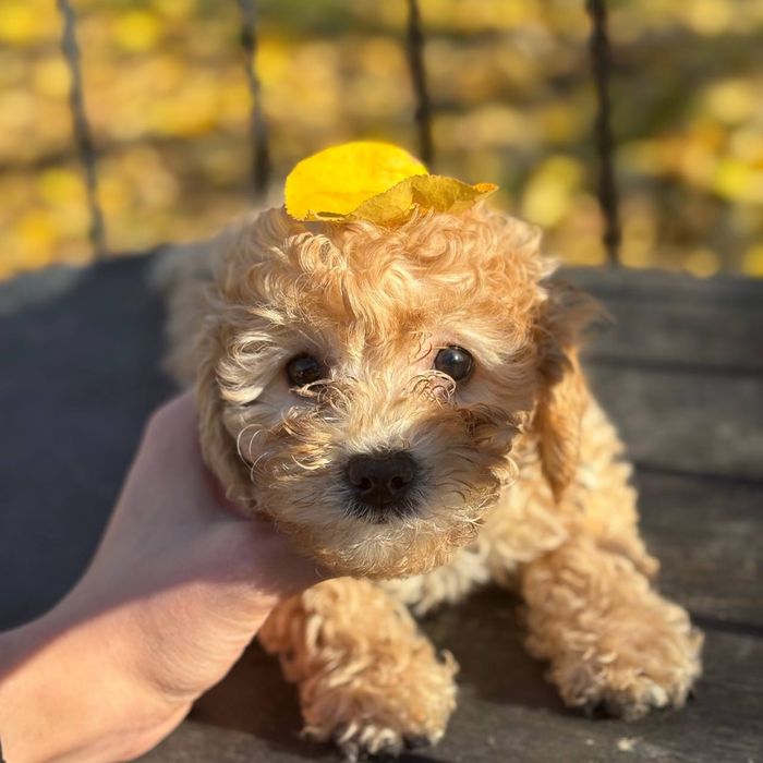 Эксклюзивный мини мальчик мальтипу — малыш люкс-класса!