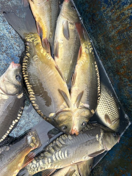 Продам живу рибу,товарну та зарибок вирощений у власній водоймі!