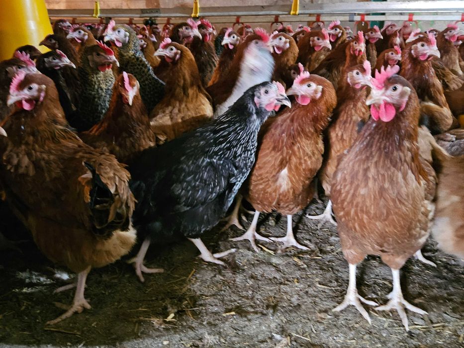 Kurki kokoszki nioski Rosa