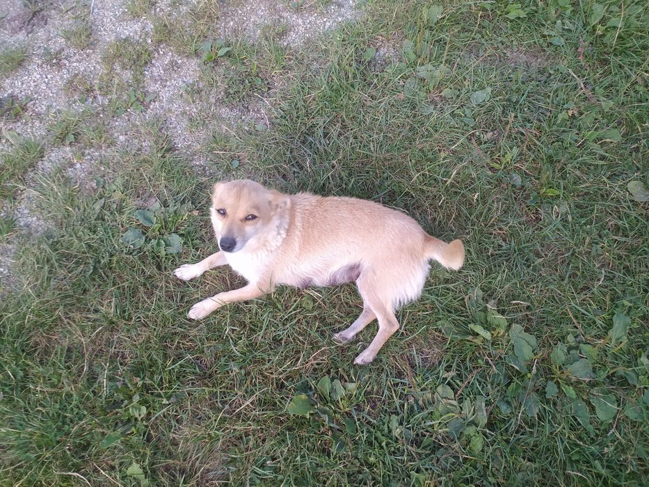 Терміново песики маленькі будуть