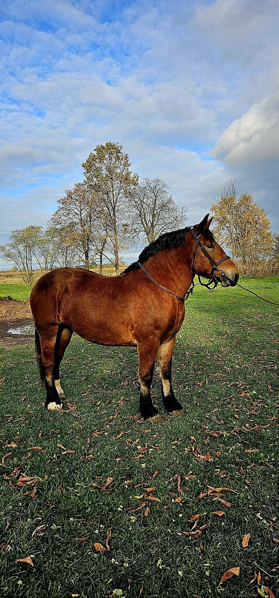 Piękna klacz zimnokrwista