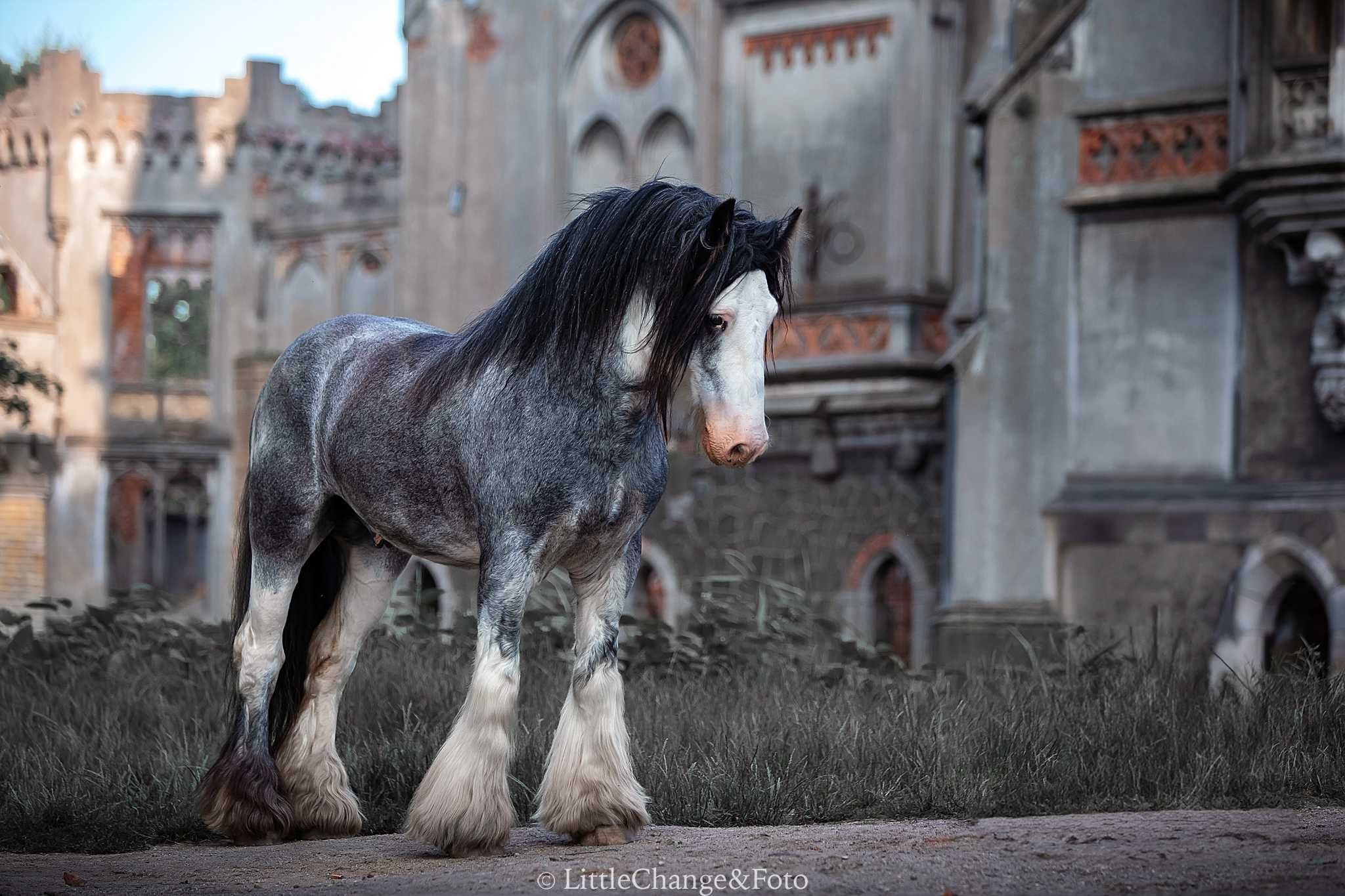 Stanowka ogierem gypsy cob/tinker