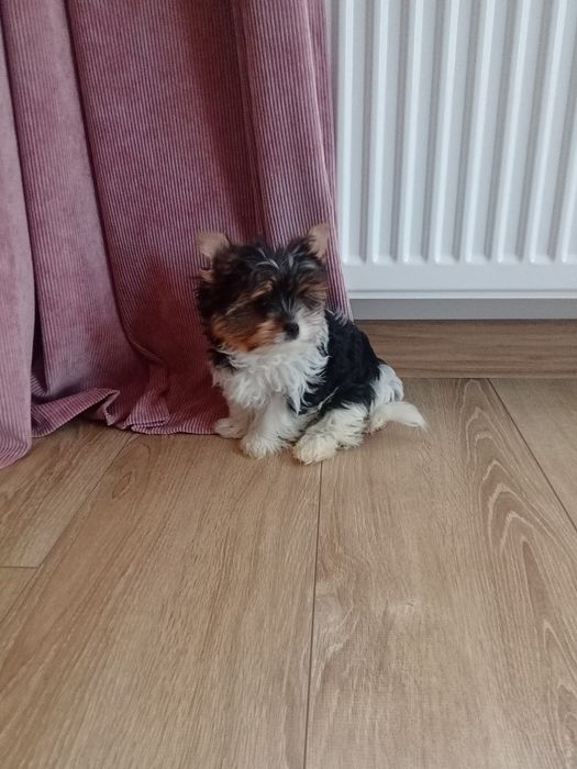 Biewer Yorkshire terrier