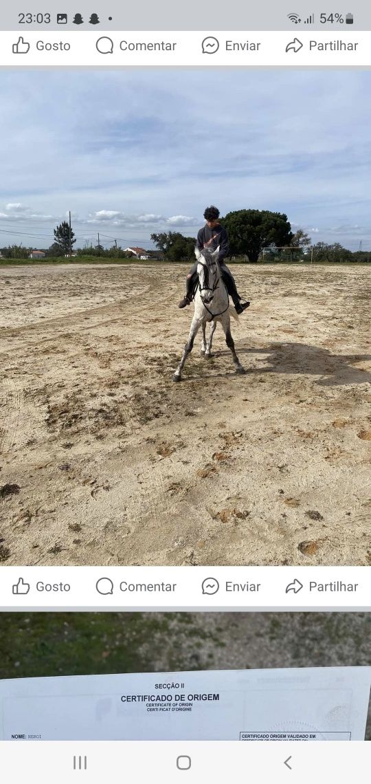 Cavalo psl puro lusitano