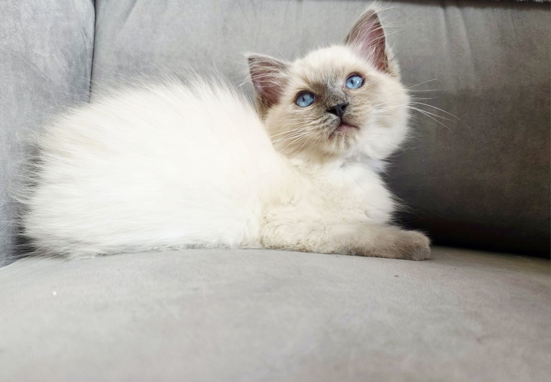 Ragdoll  rasowy z rodowodem WCF