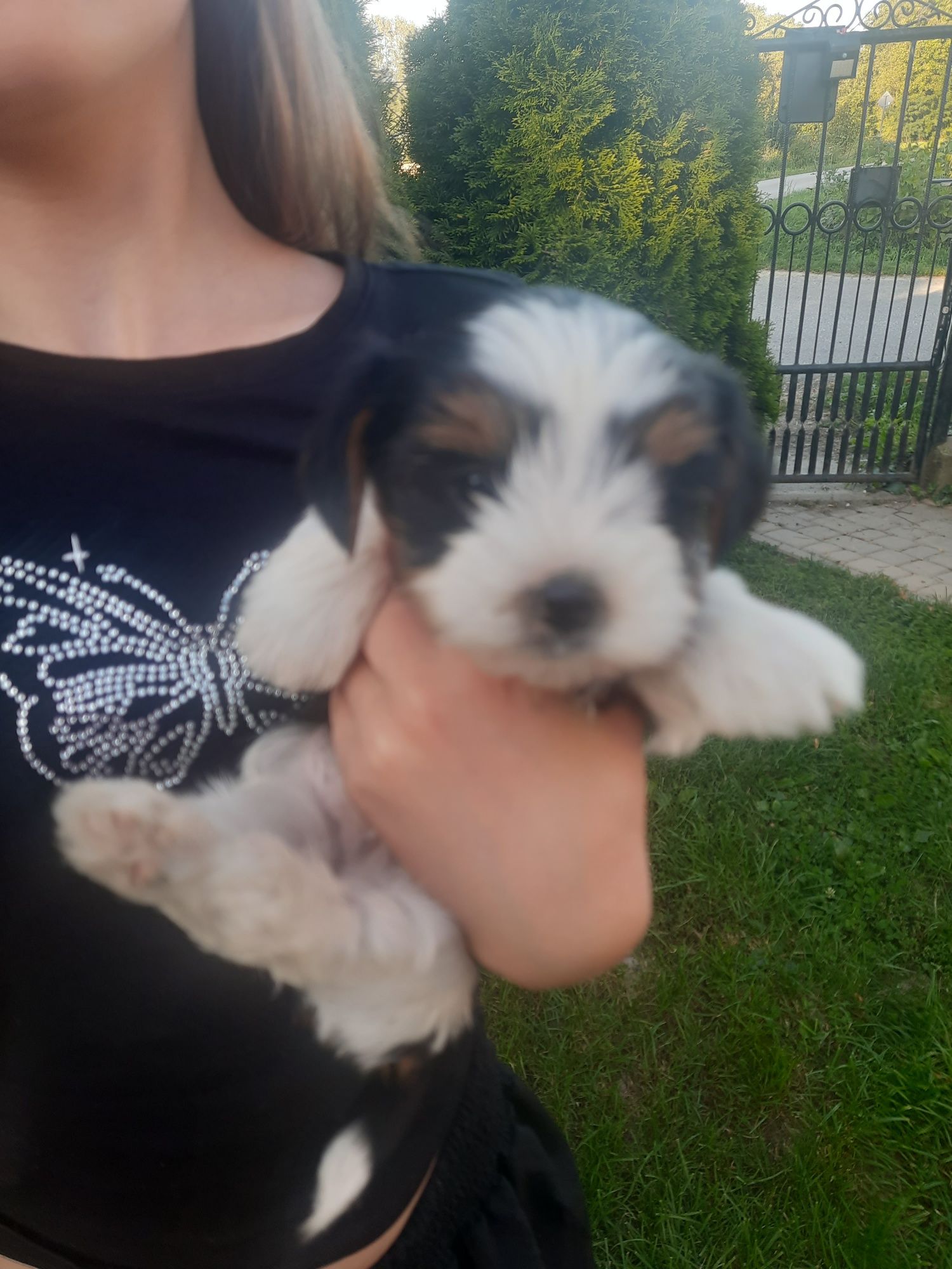 Biewer yorkshire terier chłopak Minio