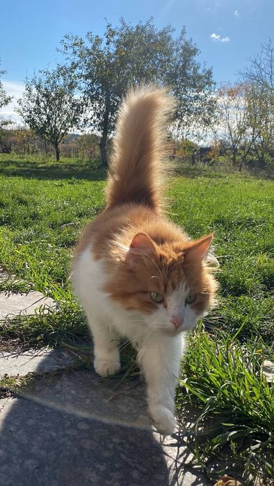 Рижий котик Річі шукає дім