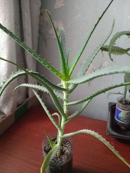 Каланхое лечебное