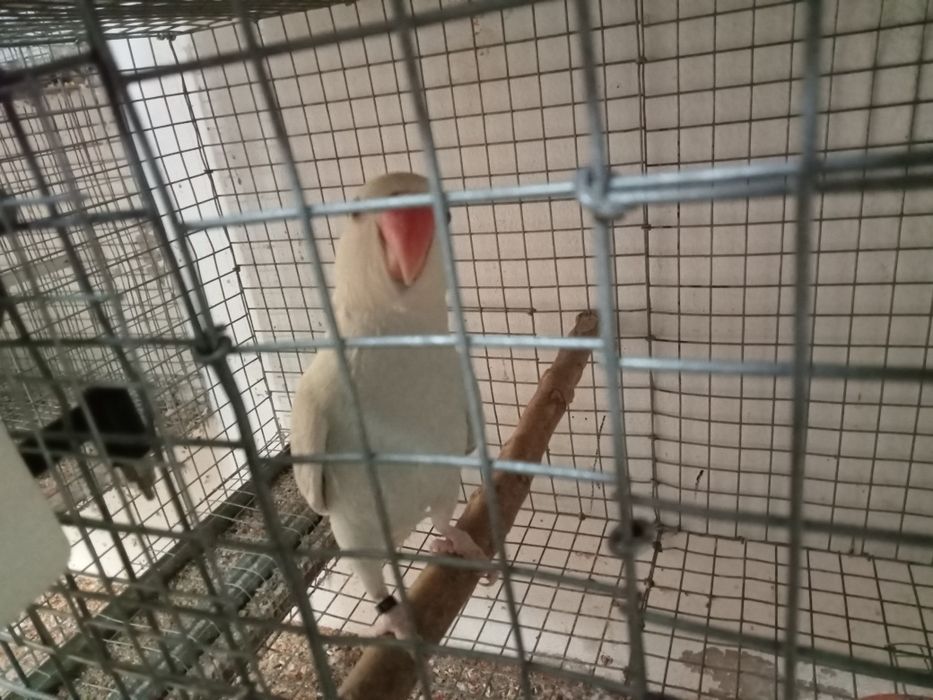 Cedência  de rings neck casal