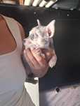 Chiuhuahua femea merle