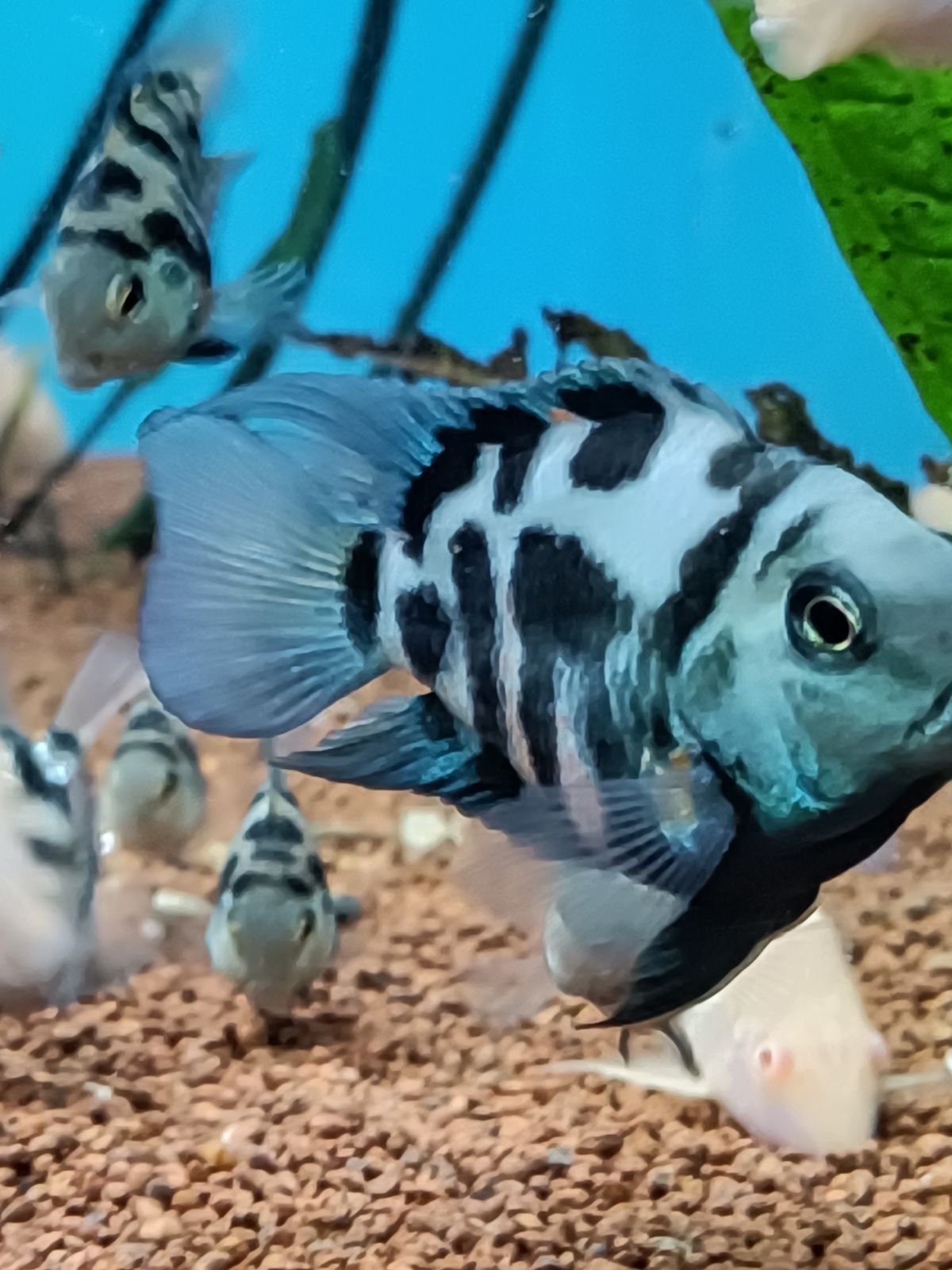 Pielęgnica Papuzia Blue Tiger Zebra. Cetarius