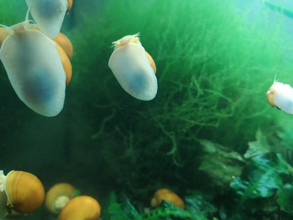 маленькие - по 10, большие - по 20