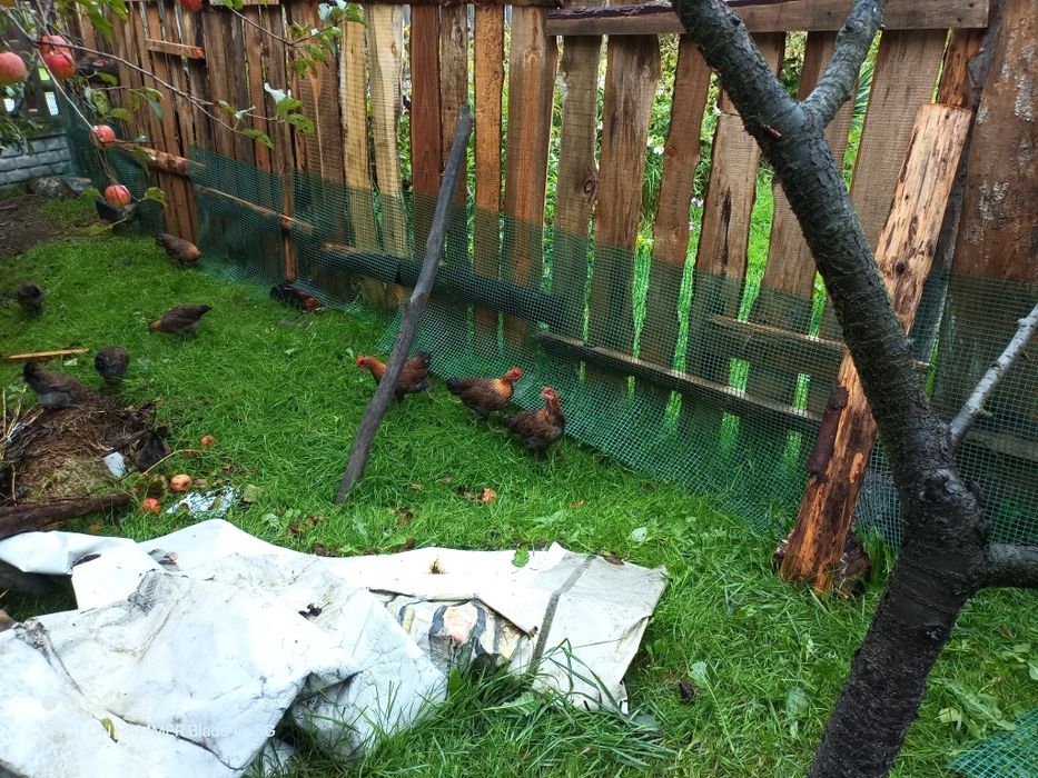 Korug zielononóżki