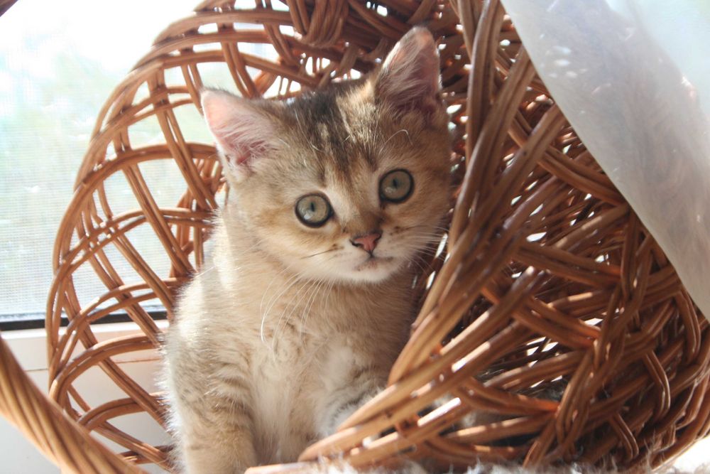 Киця-доця золото1 шиншилли