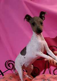 Cão sem pêlo (American Hairless Terrier)