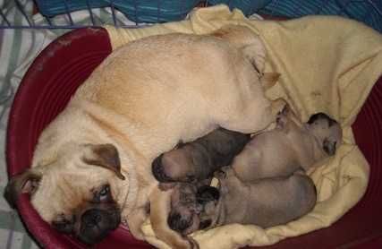 Pug Carlin Registado no Clube Português de Canicultura