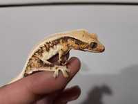 Gekon orzęsiony crested gecko