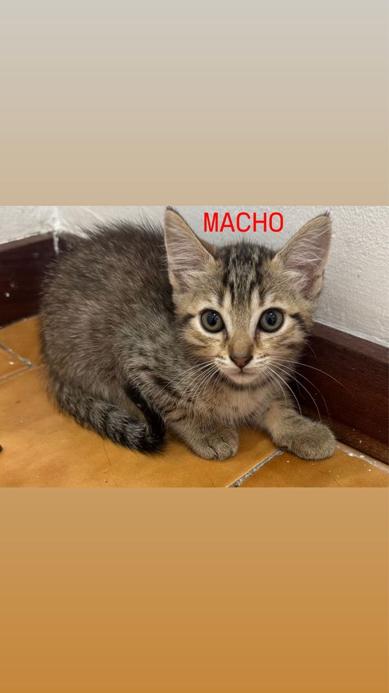 Gatinhos bebés para adoção ( 2 Machos e 1 Fêmea)
