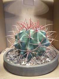 Żywy duży kaktus z ,,kogucimi pazurami,,