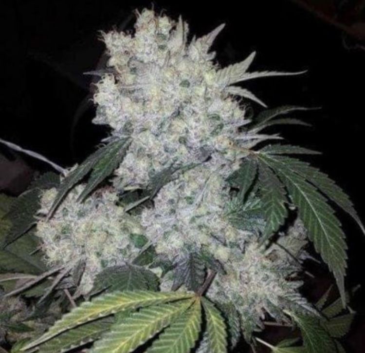 White Widow AUTO 50szt Nasiona Marihuany THC Growbox Konopie indyjskie