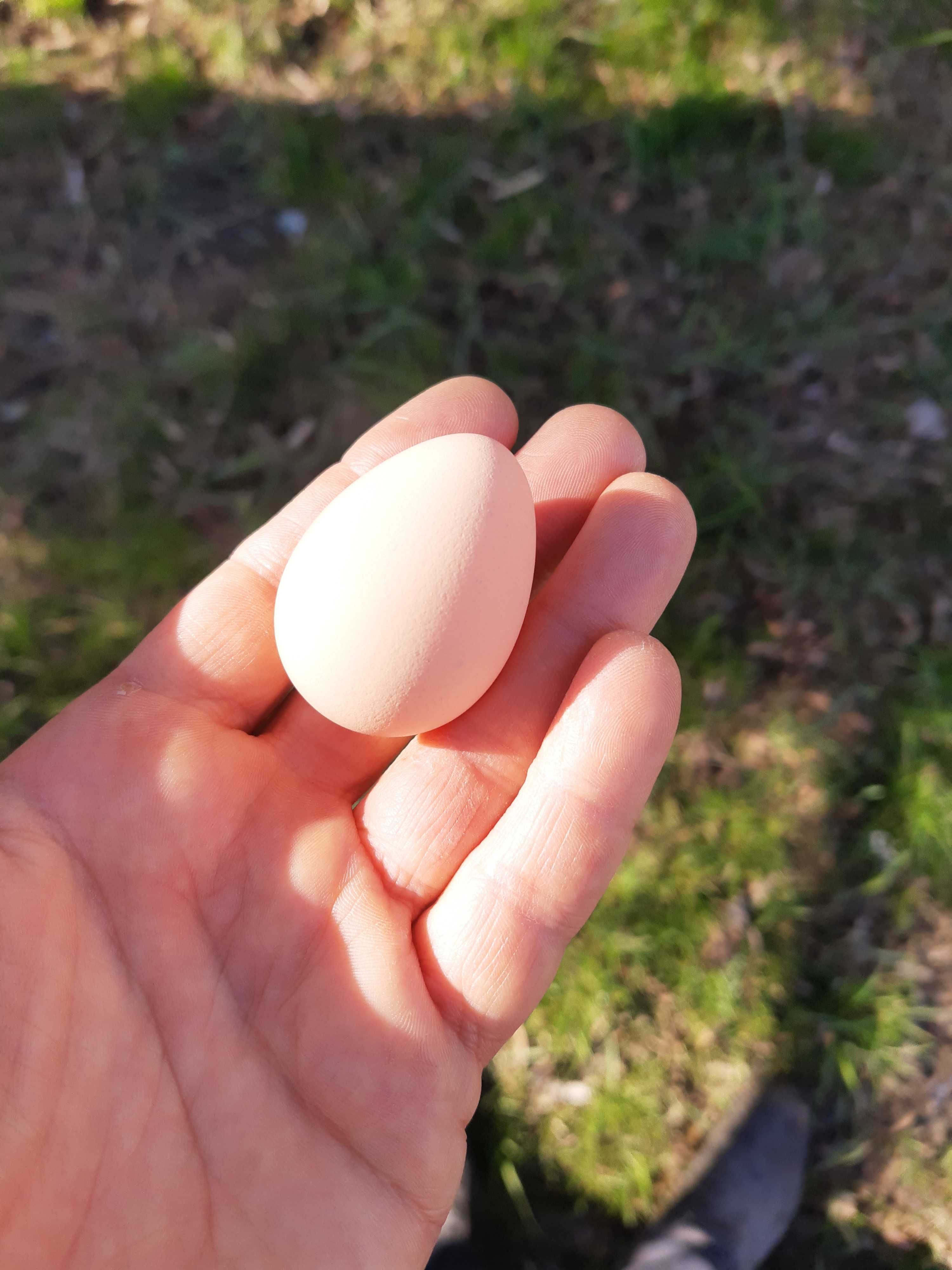 Jajka perliczki , perliczka ,kury liliputy do inkubacji kaczka biegus