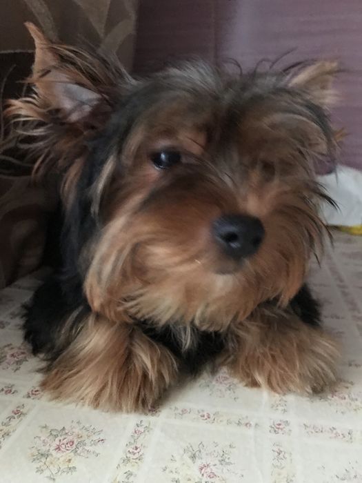 Сука йоркширського тер‘єра