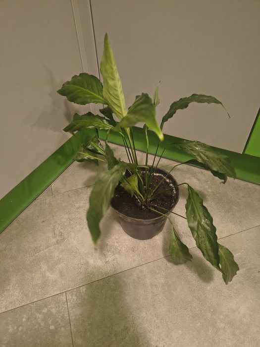 Skrzydłokwiat , skrzydłolist