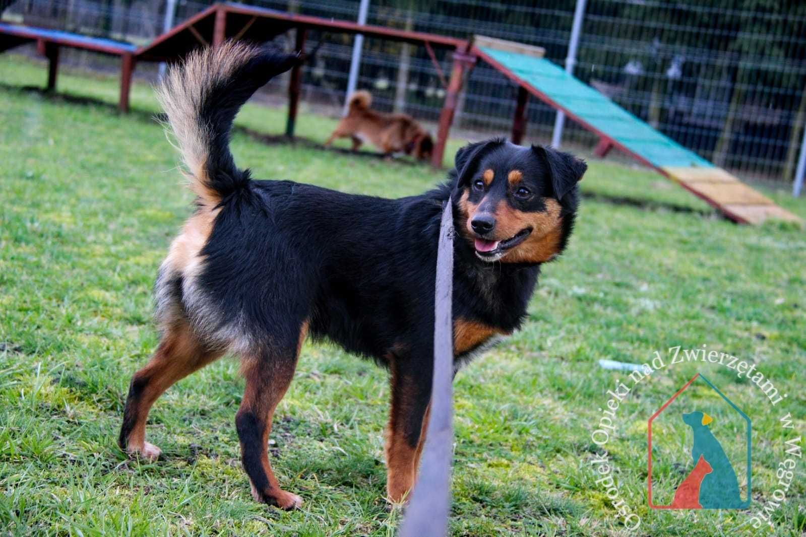 WESOŁY, MAŁY, fajny Tobik na tropie domu, 2 latka, 10 kg