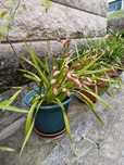 Orquídeas várias cores