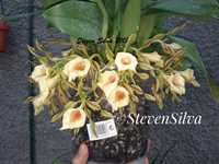 Orquídea Trichopilia Senne Star