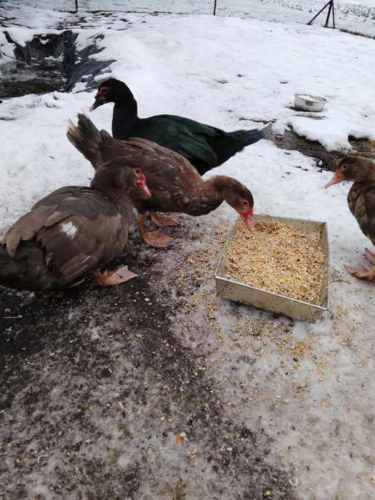 Sprzedam kaczki z tego roku