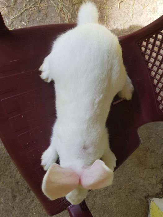 Продам Кролики ПАНОН