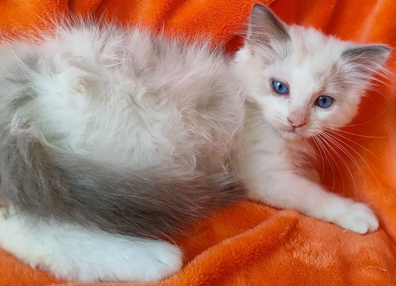Niesbieski kocurek ragdoll z rodowodem FPL po IC
