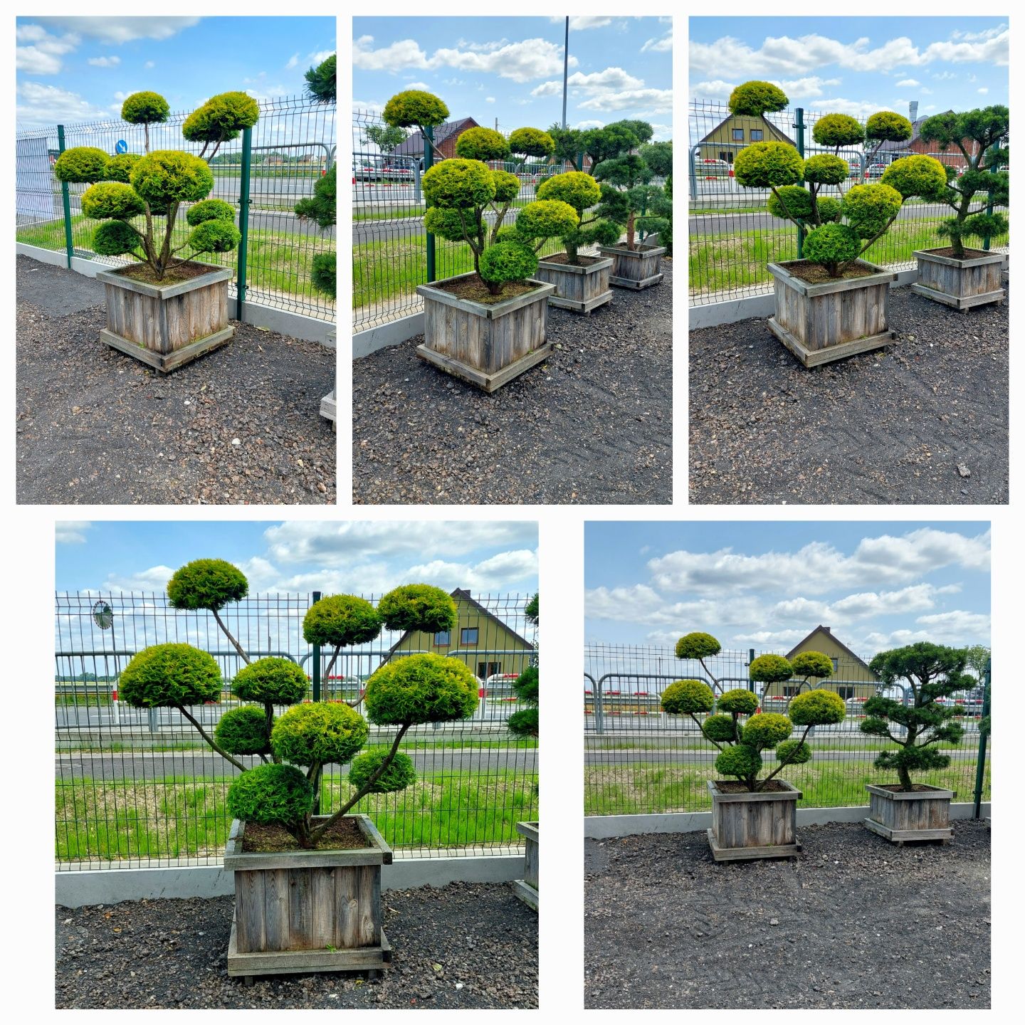 Rośliny formowane, Niwaki,Bonsai JEŁOWA GOŁĘBIOWSCY