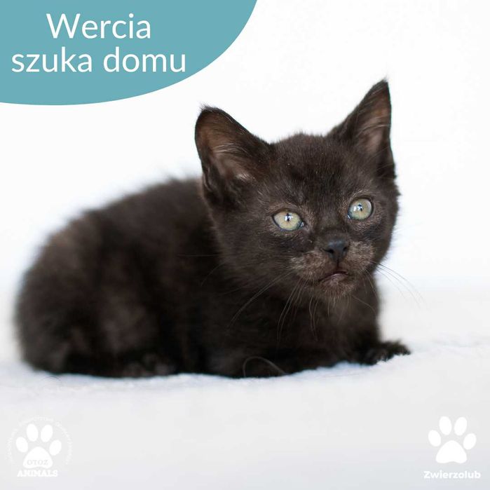 Mała czarna kotka Wercia do adopcji! Kociak szuka domu