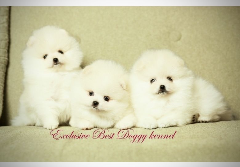 Белые щенки померанские шпицы. Щенок померанец в типе мишка с документ