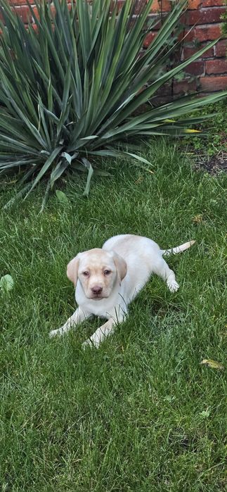 Labrador Retriever dziewczynka