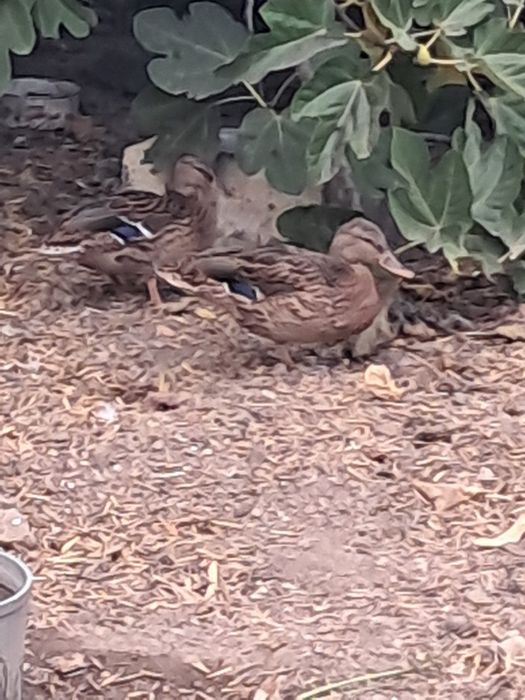 Patas Reais com 5 meses