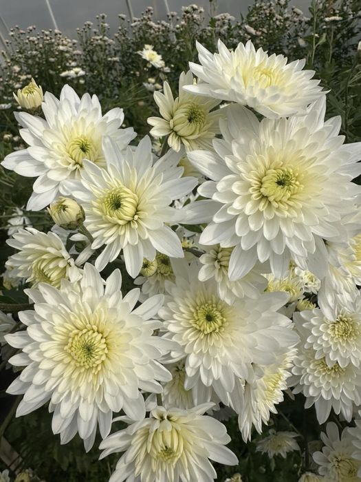 Коріння гіллячкової хризантеми. Саджанці хризантеми