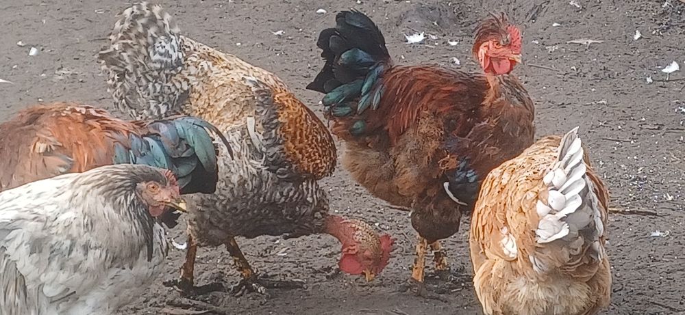 Домашні півники молоді