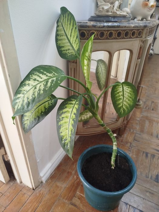 Comigo ninguém pode planta natural