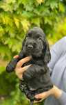 Cocker Spaniel Angielski