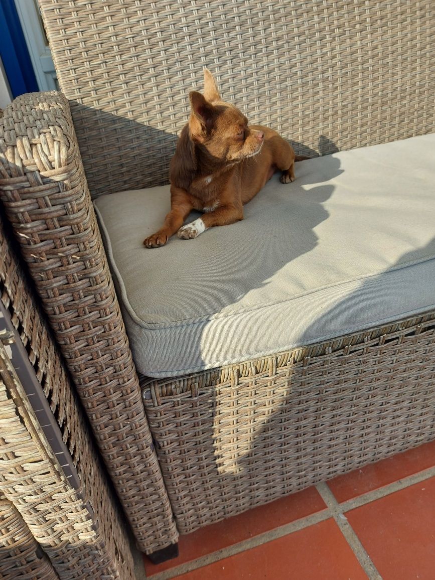 Chihuahua Fêmea  com Lop