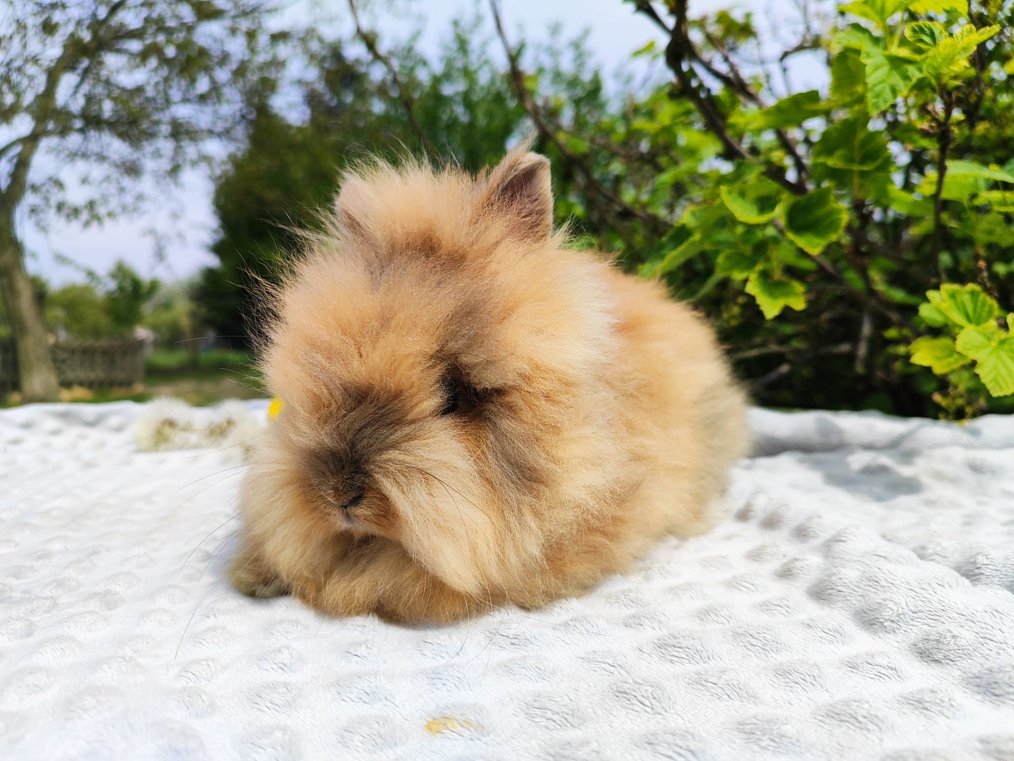Karzełek teddy metryka legalna hodowla królik miniaturka rasowy
