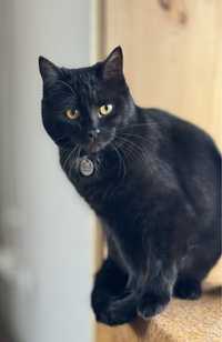 Чорне кошеня дівчинка до 1 року