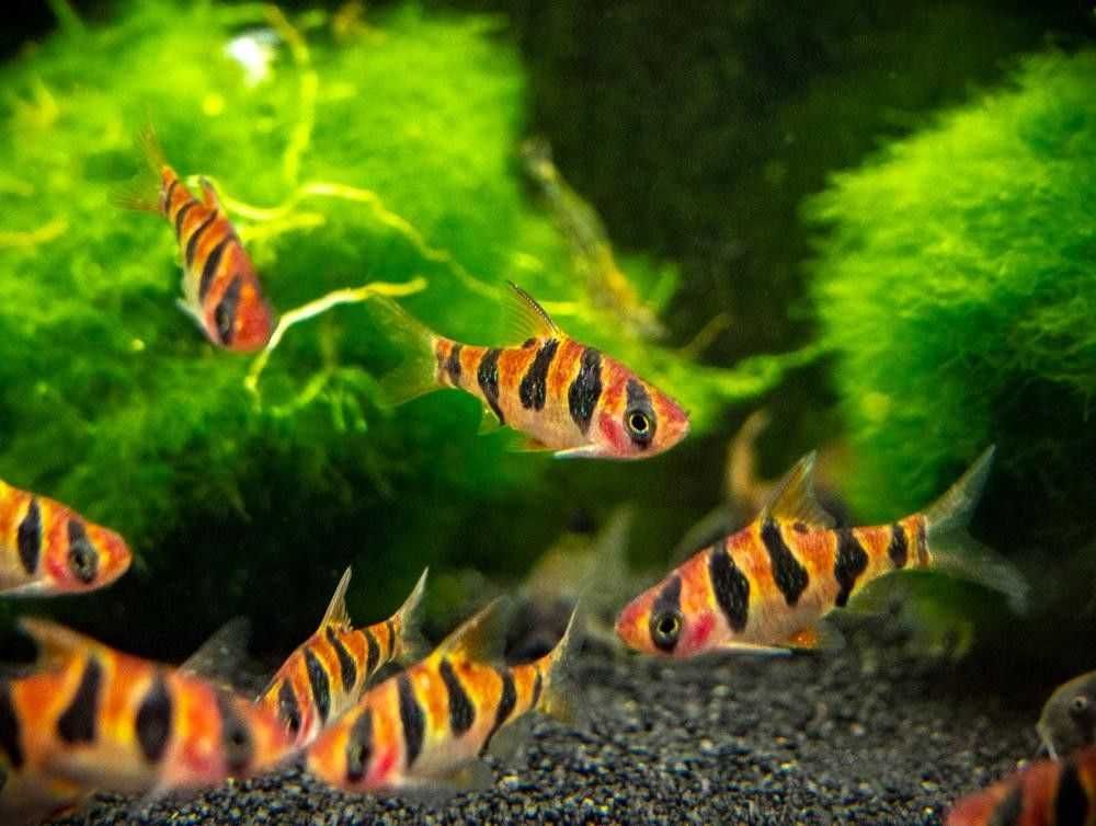 Brzanka nadobna - Desmopuntius rhomboocellatus - dowozimy