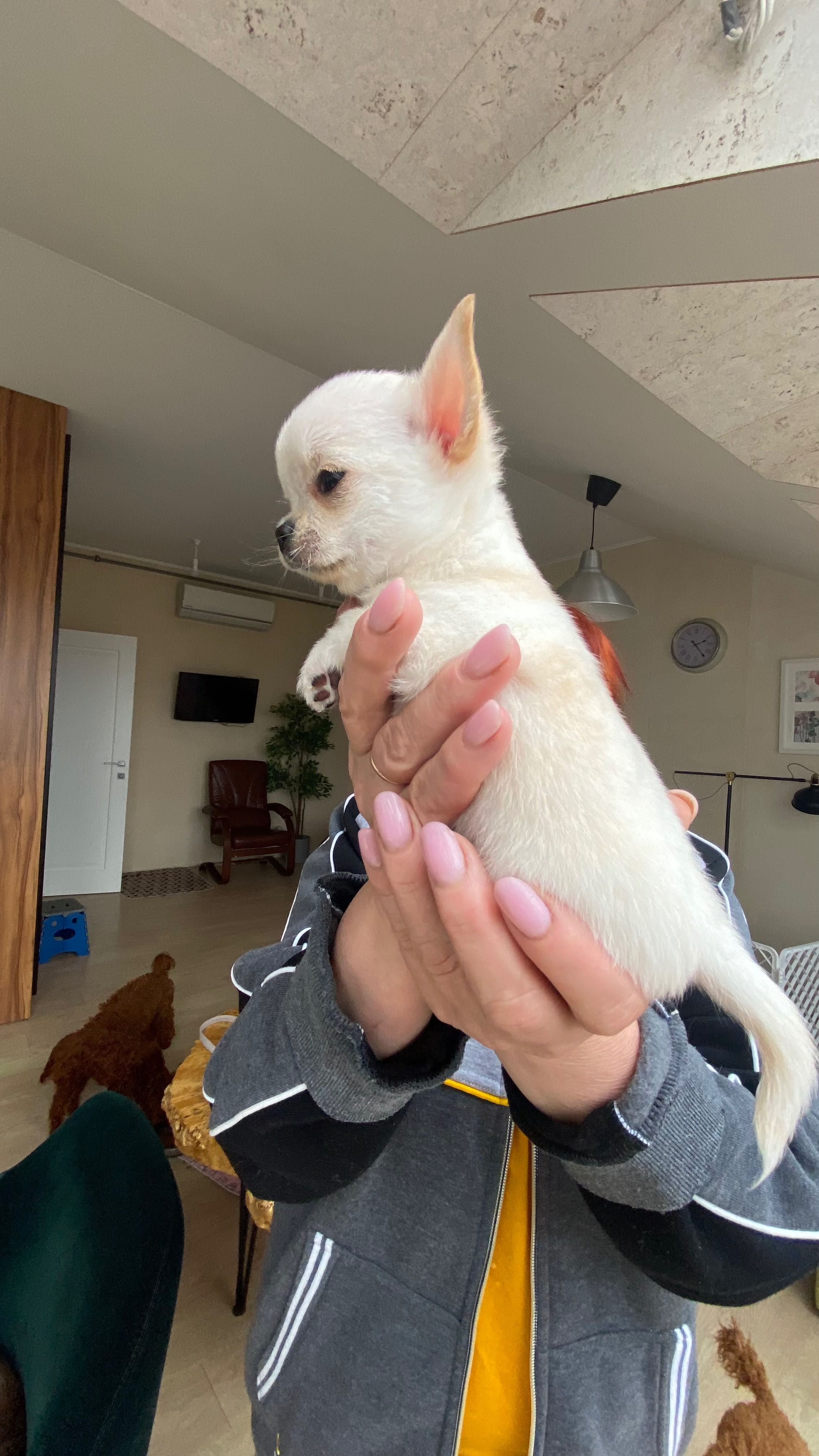 Mini piesek chihuahua FCI