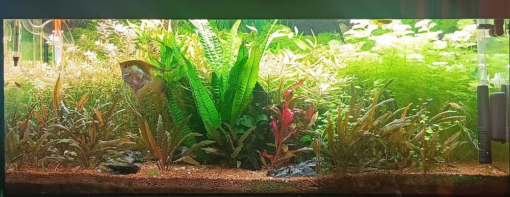 Aquario 100x40x40 160 litros